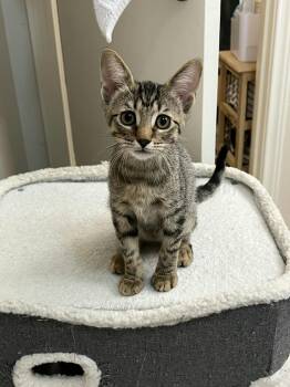 Rescue Domestic Short Hair Cats for Adoption in Houston, Texas - Khaleesi | PetCurious