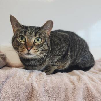 Gemma -  Domestic Medium Hair Cat for Adoption in Fort Wayne, Indiana - Gemma | PetCurious