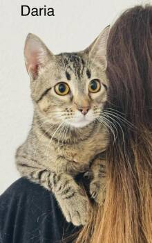 Daria -  Tabby Cat for Adoption in Lucas, Texas - Daria | PetCurious
