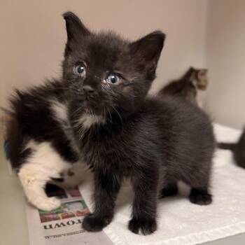 Aral -  Domestic Short Hair Cat for Adoption in Harrisonburg, Virginia - Aral | PetCurious