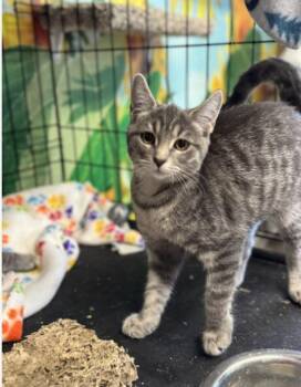 Rescue Domestic Short Hair Cats for Adoption in Chicago, Illinois - Peekaboo | PetCurious