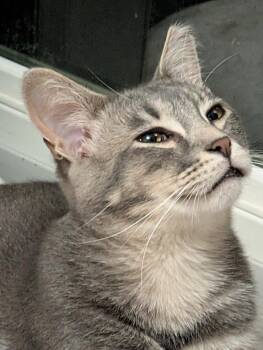 Rescue Domestic Short Hair Cats for Adoption - Georgie 0423 MD | PetCurious