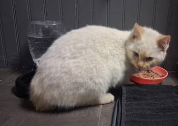 Domestic Short Hair Cats Available for Adoption - Buzz (foster Name Mallow) | PetCurious