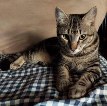 Domestic Short Hair and Tabby Cats Available for Adoption in Monrovia, California - Cullen | PetCurious