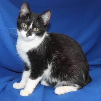 Suzie-Q - 43575 -  Domestic Short Hair Cat for Adoption in Prattville, Alabama - Suzie-Q - 43575 | PetCurious