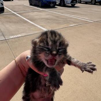 Bullet -  Domestic Short Hair Cat for Adoption in League City, Texas - Bullet | PetCurious