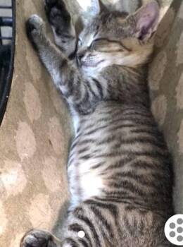 Pixie -  Domestic Short Hair Cat for Adoption in Crossville, Tennessee - Pixie | PetCurious