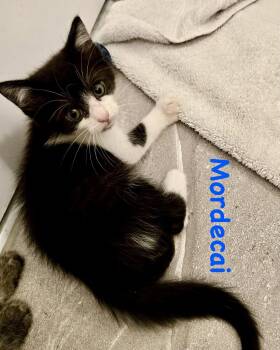 Mordecai -  Domestic Short Hair Cat for Adoption in Reston, Virginia - Mordecai | PetCurious