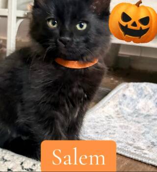Salem -  Domestic Medium Hair Cat for Adoption in Reno, Nevada - Salem | PetCurious