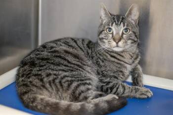 Domestic Short Hair Cats Available for Adoption in Charlotte, North Carolina - A1264007 | PetCurious