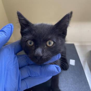 Door Dash -  Domestic Short Hair Cat for Adoption in Pasadena, California - Door Dash | PetCurious