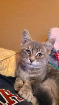 Maverick -  Domestic Short Hair Cat for Adoption - Maverick | PetCurious