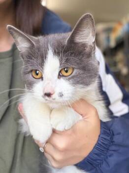 Eeyore -  Domestic Short Hair Cat for Adoption in Menomonie, Wisconsin - Eeyore | PetCurious