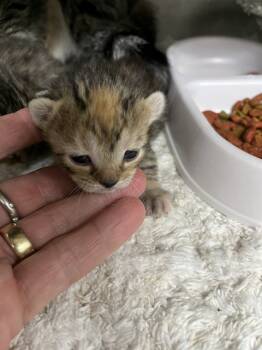 Rescue Domestic Short Hair Cats for Adoption in Chester, South Carolina - FENTI | PetCurious