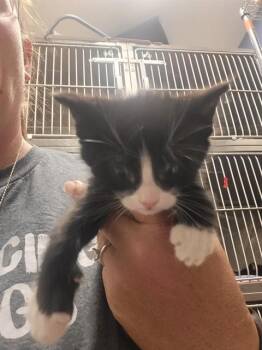 CHAN -  Domestic Short Hair Cat for Adoption in Albuquerque, New Mexico - CHAN | PetCurious