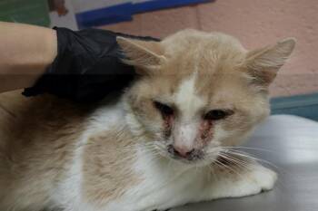 COLTER -  Domestic Short Hair Cat for Adoption in Columbia, South Carolina - COLTER | PetCurious