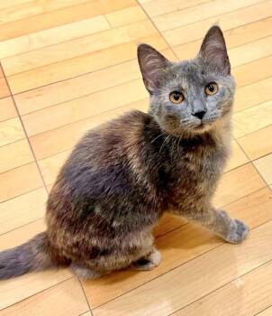 Jojo -  Domestic Short Hair Cat for Adoption in Minneapolis, Minnesota - Jojo | PetCurious