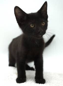 Sombrero -  Domestic Short Hair Cat for Adoption in Bowling Green, Kentucky - Sombrero | PetCurious