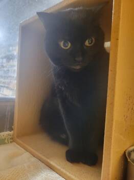 Morticia -  Domestic Short Hair Cat for Adoption in Lorain, Ohio - Morticia | PetCurious