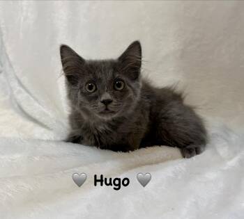 Hugo -  Domestic Long Hair Cat for Adoption in Copley, Ohio - Hugo | PetCurious
