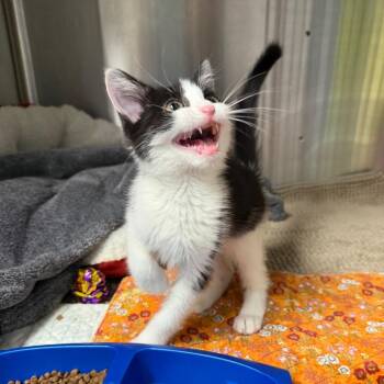 Hamburger Help Me -  Domestic Short Hair Cat for Adoption in Waynesville, North Carolina - Hamburger Help Me | PetCurious