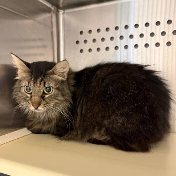 Barnice the Barn Cat -  Domestic Medium Hair Cat for Adoption in Norman, Oklahoma - Barnice The Barn Cat | PetCurious