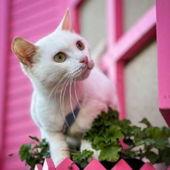 SIAMA -  Domestic Short Hair Cat for Adoption in New York, New York - SIAMA | PetCurious