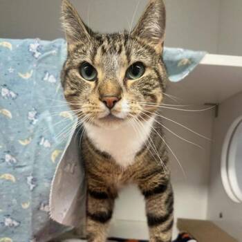 Domestic Short Hair Cats Available for Adoption - Russo | PetCurious