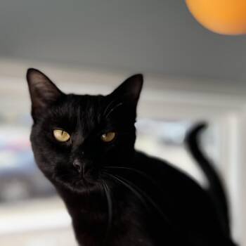 Domestic Short Hair Cats Available for Adoption - Promenade | PetCurious