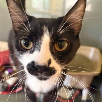 Sam Porter Bridges -  Domestic Short Hair Cat for Adoption in Chicago, Illinois - Sam Porter Bridges | PetCurious