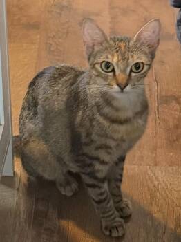 Zahra -  Domestic Short Hair Cat for Adoption in West Palm Beach, Florida - Zahra | PetCurious