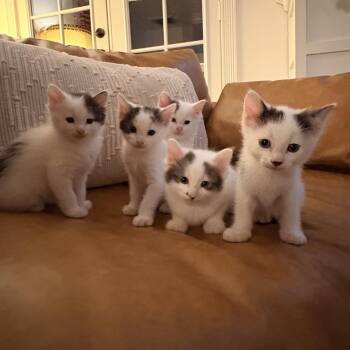 Domestic Short Hair Cats Available for Adoption in Westminster, California - Electron | PetCurious