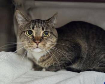 Domestic Short Hair Cats Available for Adoption in Westland, Michigan - Raisin | PetCurious