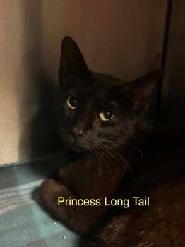 Princess Long Tail -  Domestic Short Hair Cat for Adoption in Princeton, Indiana - Princess Long Tail | PetCurious