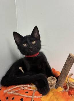 Hershey -  Domestic Short Hair Cat for Adoption in Picayune, Mississippi - Hershey | PetCurious