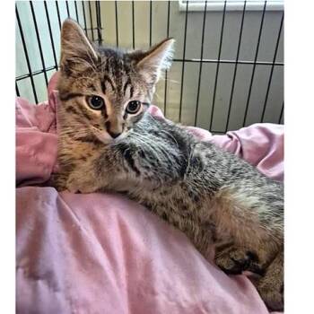 Rescue Tabby Cats for Adoption in Millcreek, Utah - Herbie | PetCurious