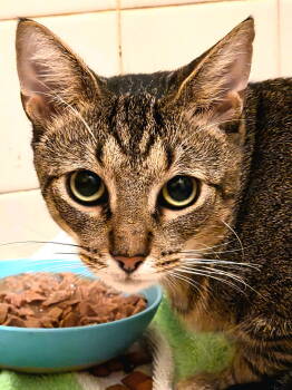 Rescue Domestic Short Hair Cats for Adoption in St. Cloud, Florida - Rollo | PetCurious