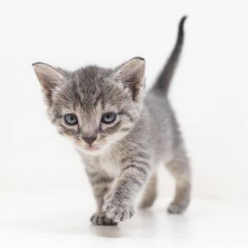 Remy -  Tabby Cat for Adoption in Trophy Club, Texas - Remy | PetCurious