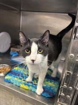 Domestic Short Hair Cats Available for Adoption - Tootsie | PetCurious