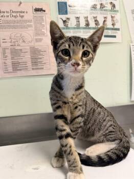 BENEDICT* -  Domestic Short Hair Cat for Adoption in Santa Cruz, California - BENEDICT* | PetCurious