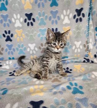 Cookieloaf -  Domestic Short Hair Cat for Adoption in Wabash, Indiana - Cookieloaf | PetCurious