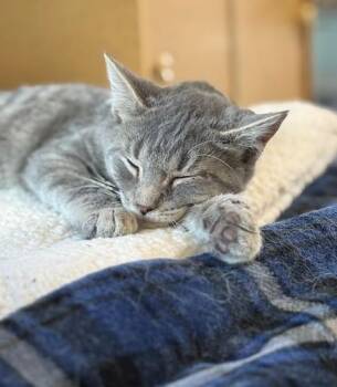 Rescue Domestic Short Hair Cats for Adoption in Warren, Ohio - Stevie | PetCurious