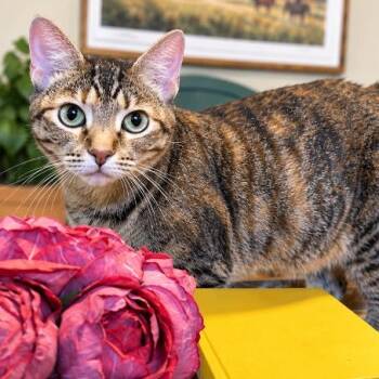 Megan Daria The Queen Of Cozy -  Torbie and Domestic Short Hair Cat for Adoption in Friendswood, Texas - Megan Daria The Queen Of Cozy | PetCurious