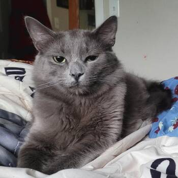 Domestic Medium Hair Cats Available for Adoption in Portland, Oregon - Zeus | PetCurious