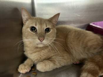 Rescue Domestic Short Hair Cats for Adoption in La Grange Park, Illinois - Jack Kelly | PetCurious