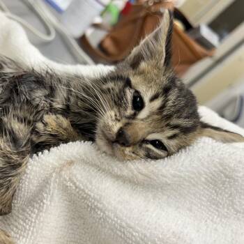 Hope -  Domestic Short Hair Cat Available for Adoption in Folsom, Louisiana - Hope | PetCurious