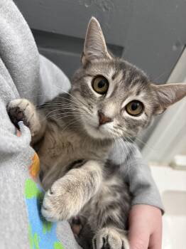 Annabelle -  Tabby Cat for Adoption in Richmond, Virginia - Annabelle | PetCurious