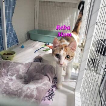 Reba (Mom) -  Domestic Short Hair Cat for Adoption in Diamond Springs, California - Reba (Mom) | PetCurious