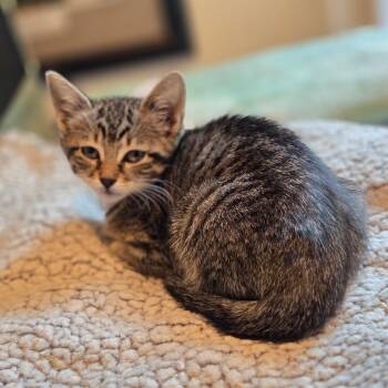 Domestic Short Hair and Tabby Cats Available for Adoption in Mastic, New York - Shakira | PetCurious