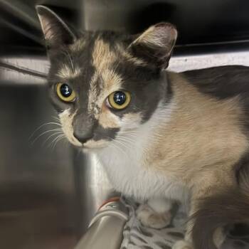 Grafitti -  Domestic Short Hair Cat for Adoption in Falls Church, Virginia - Grafitti | PetCurious